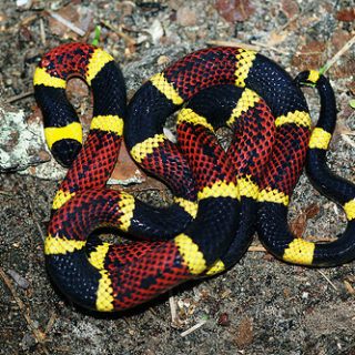 Texas Coral Snake Facts and Pictures