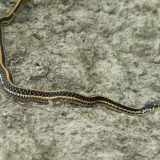 Texas Garter Snake Facts And Pictures