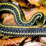 Texas Garter Snake Facts and Pictures