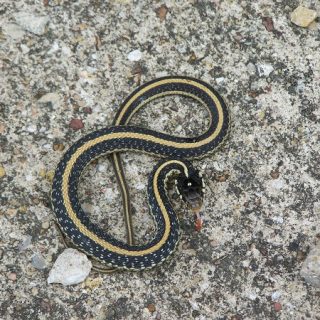 Texas Garter Snake Facts and Pictures