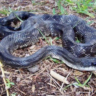 Black Rat Snake Facts and Pictures