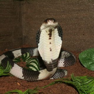 Indochinese Spitting Cobra Facts and Pictures