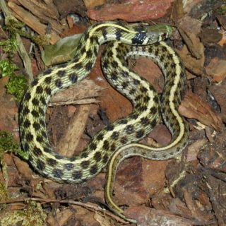 Checkered Garter Snake Facts And Pictures