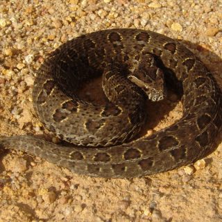 Mountain Adder Facts and Pictures