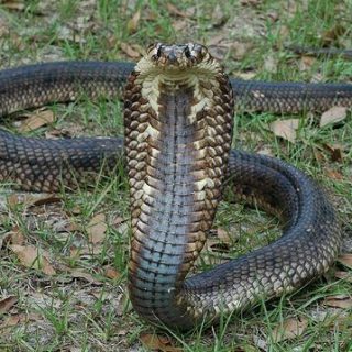 Egyptian Cobra Facts and Pictures