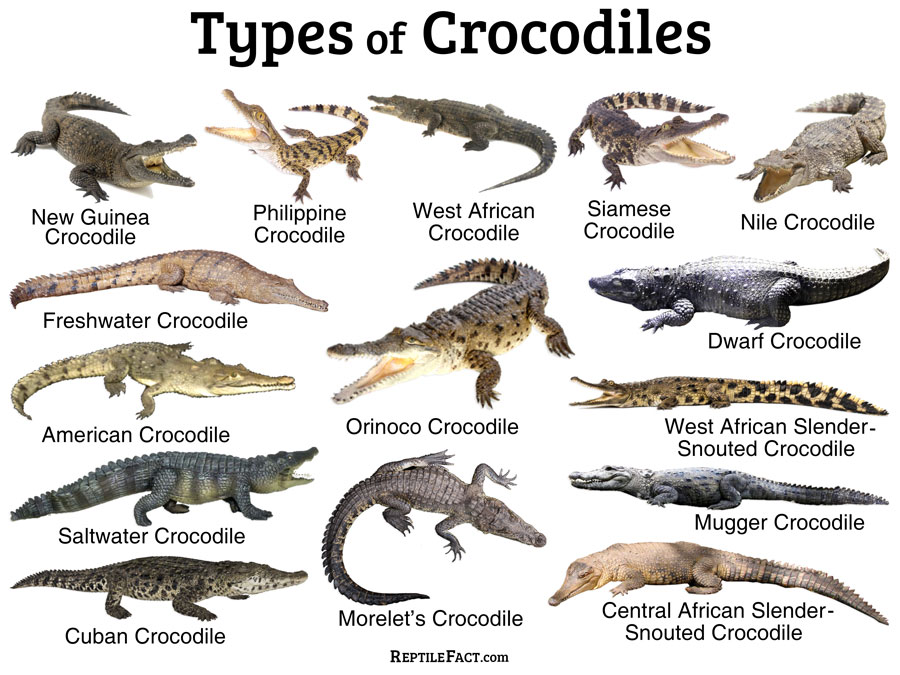 Types Of Alligators And Crocodiles