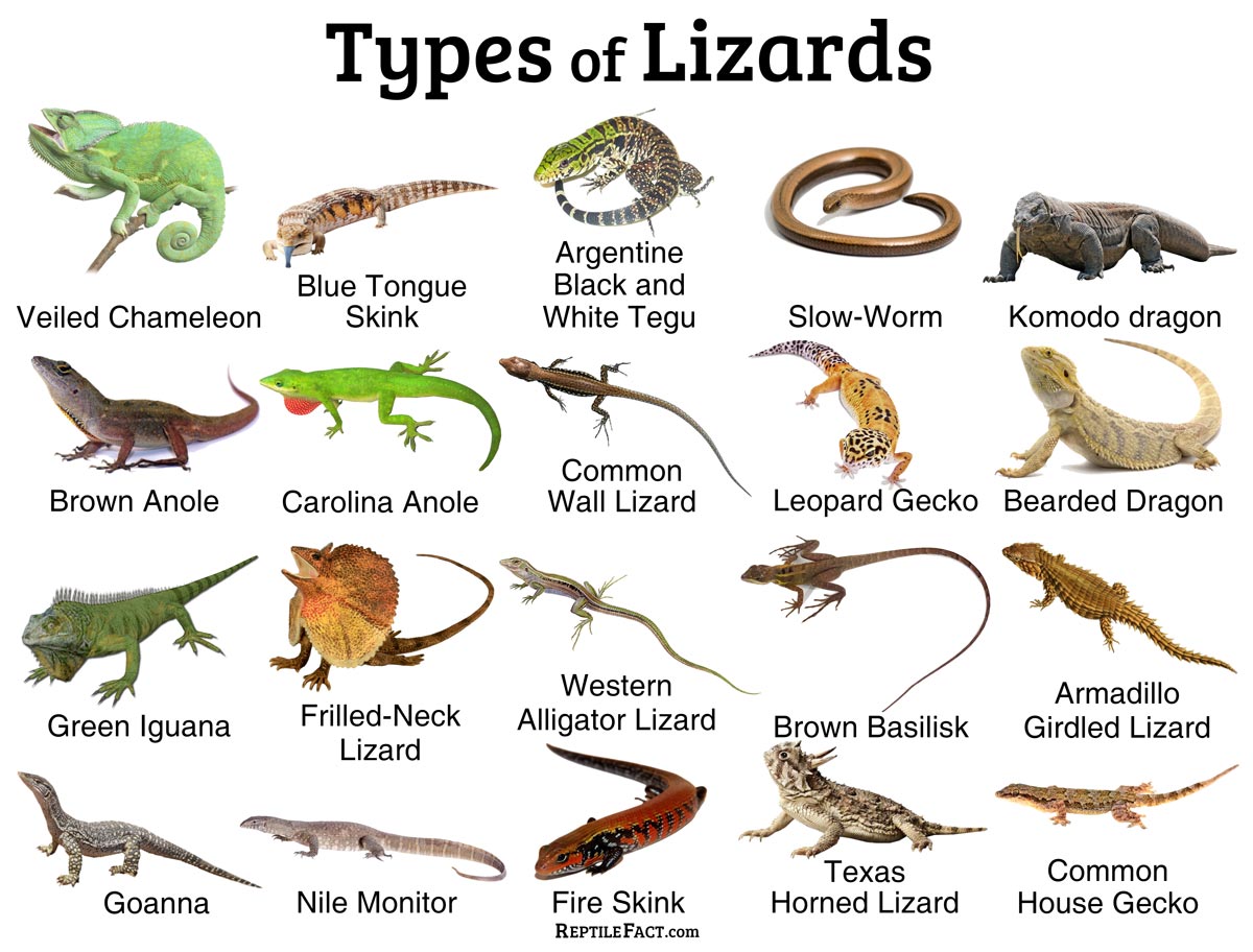 Lizards Facts, and List of Types with Pictures Reptile Fact