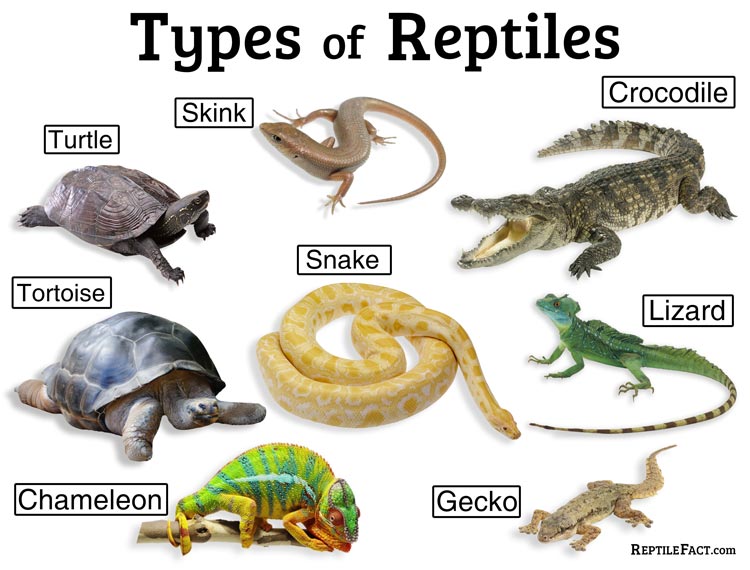 reptile-fact-definition-characteristics-list-of-types