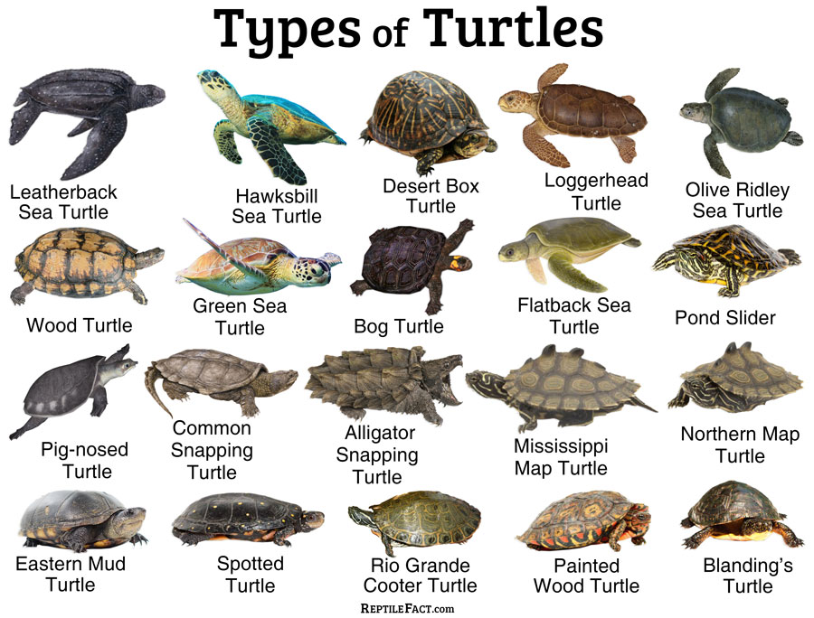 The Seven Species Of Sea Turtles - vrogue.co