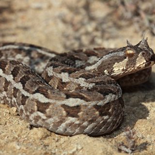 Many-Horned Adder Facts and Pictures