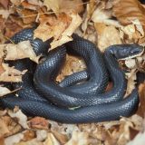 Black Rat Snake Facts And Pictures