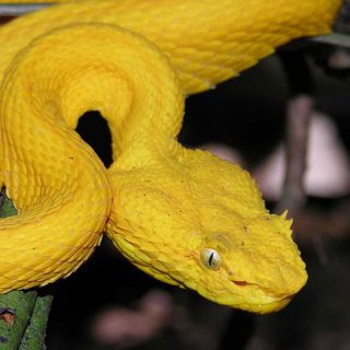 Eyelash Viper Facts and Pictures