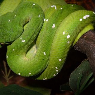 Green Tree Python Facts and Pictures