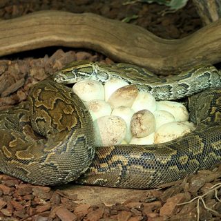 African Rock Python Facts and Pictures