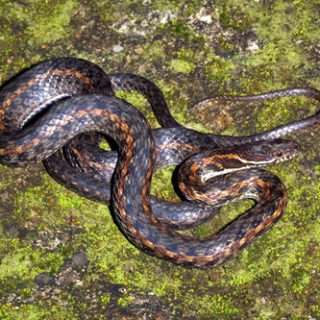 Khasi Hills Keelback Facts and Pictures