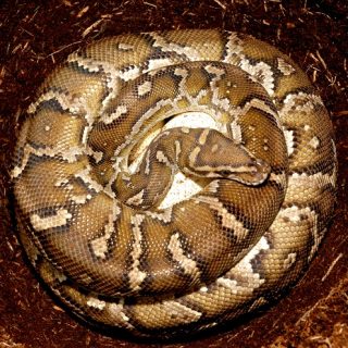 Angolan Python Facts and Pictures