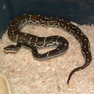 Angolan Python Facts and Pictures