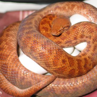 Pygmy Python Facts and Pictures