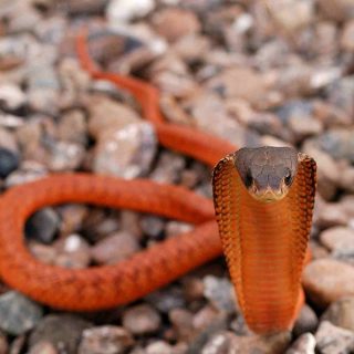 Arabian Cobra Facts And Pictures