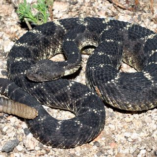 Arizona Black Rattlesnake Facts and Pictures