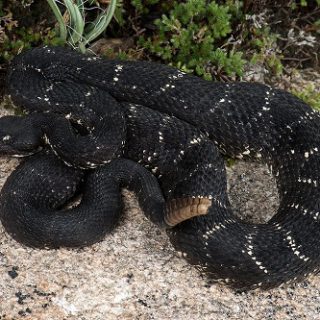 Arizona Black Rattlesnake Facts and Pictures