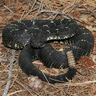 Arizona Black Rattlesnake Facts and Pictures