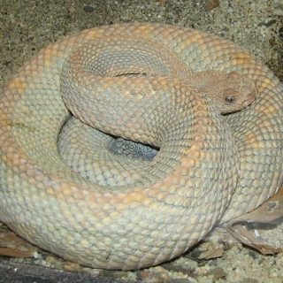 Aruba Rattlesnake Facts and Pictures