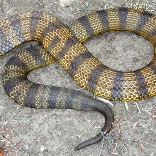 Tiger Snake Facts and Pictures