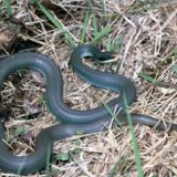 Blue Racer Snake Facts and Pictures