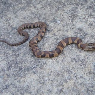 Copperhead Snake Facts and Pictures