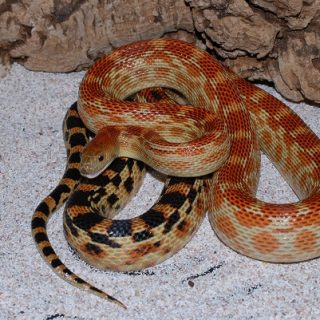 Cape Gopher Snake Facts and Pictures