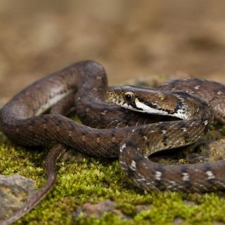 Nilgiri Keelback Facts and Pictures