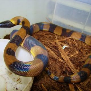 Bismarck Ringed Python Facts and Pictures