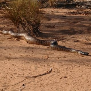 Black Headed Python Facts and Pictures