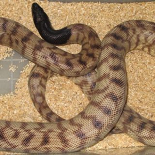 California Whipsnake Facts and Pictures