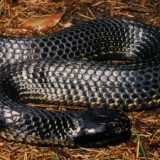 Tiger Snake Facts and Pictures