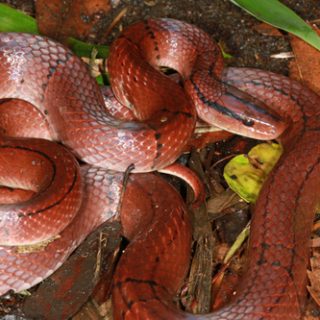 Black-banded Trinket Snake Facts and Pictures