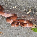 Black-banded Trinket Snake Facts and Pictures