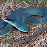 Blue Racer Snake Facts and Pictures