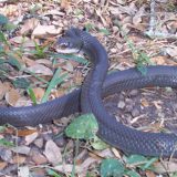 Blue Racer Snake Facts and Pictures