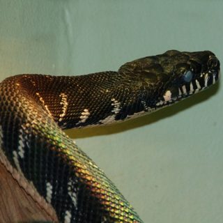 Boelen's Python Facts and Pictures