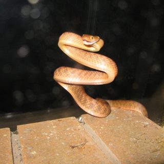 Brown Tree Snake Facts And Pictures