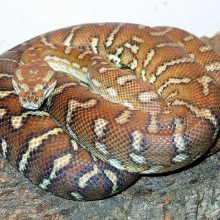 Bredl's Python Facts and Pictures