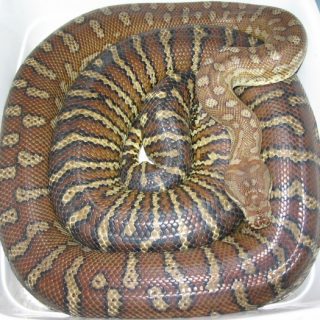 Bredl's Python Facts and Pictures