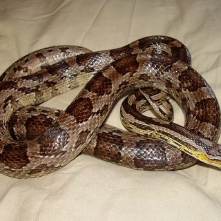 Corn Snake Facts and Pictures