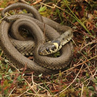 Grass Snake Facts and Pictures