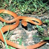 Brown Tree Snake Facts and Pictures | Reptile Fact