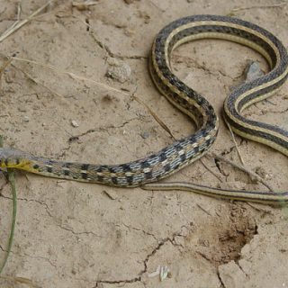 Buff Striped Keelback Facts and Pictures