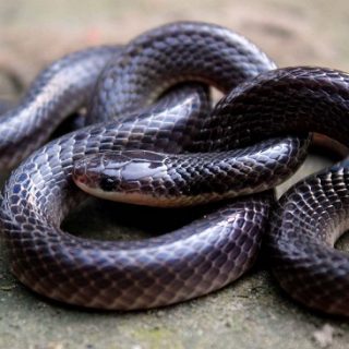 Lesser Black Krait Facts and Pictures