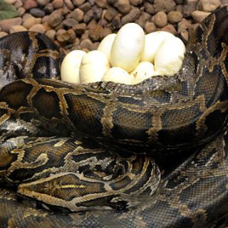 Burmese Python Facts and Pictures